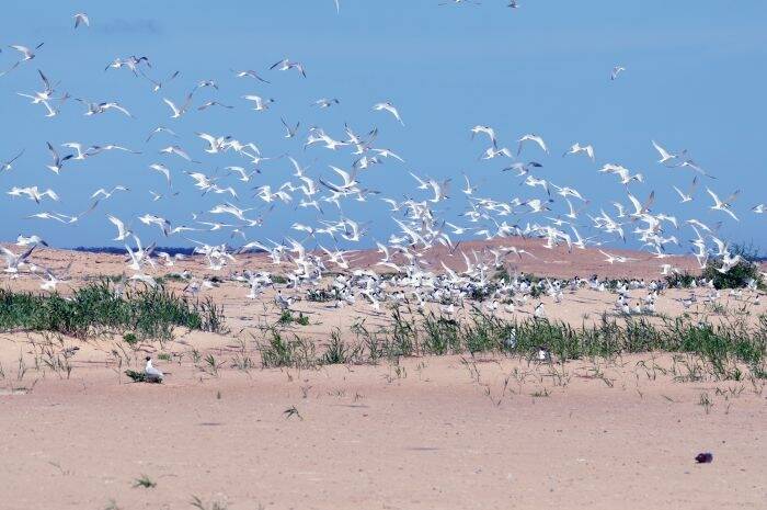 Na piaskowej wyspie ptaki będą bezpieczne